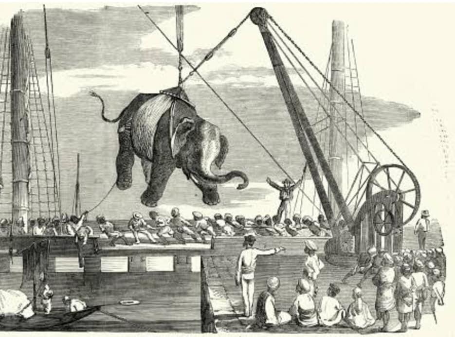 The Crowninshield Elephant gets loaded